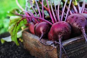 Just Made Beets