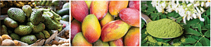 Mango Moringa Juice Ingredients